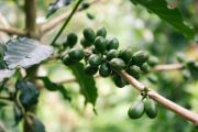 Cajova-zahradaczzelena-kava-5