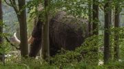 Obri-mamut-1
